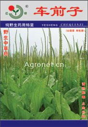 聚焦特色農(nóng)業(yè) 從車前子到花卉的產(chǎn)業(yè)鏈探索——以遼陽市園藝花卉科學(xué)研究所與北京金地經(jīng)典農(nóng)業(yè)科技為例